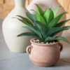 Agave en pot
