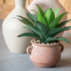 Agave en pot