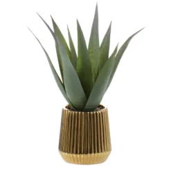 Aloe pot strie or
