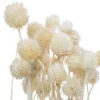 Bouquet seche