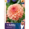 Bulbes dahlia sebastian