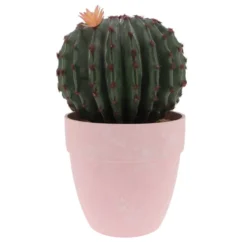 Cactus rond en pot