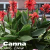 Canna robert kemp