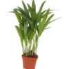 Dypsis pot 7cm h30-35