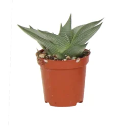 Haworthia pot 5,5cm h 10