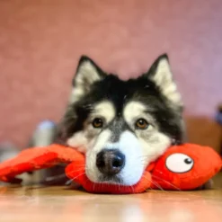 Jouet qui couine pour chien