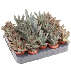 Kalanchoe pot 5,5cm h8-10