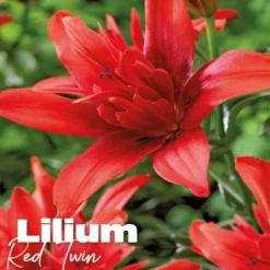 Lilium red twin