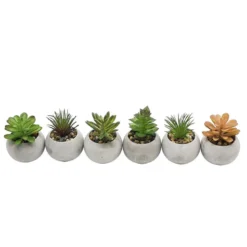 Mini succulente