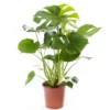Monstera