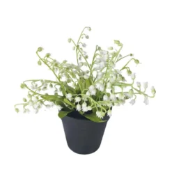 Muguet en pot
