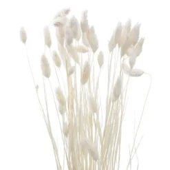 Phalaris 50cm