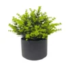 Plante en pot