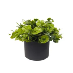 Plante en pot