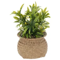 Plante panier jiling