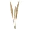 Roseau sauvage 115cm x3