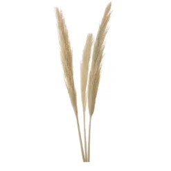 Roseau sauvage 115cm x3