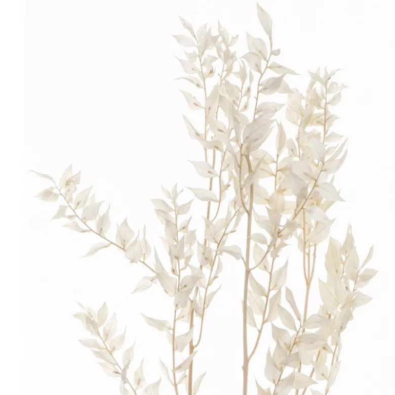 Ruskus