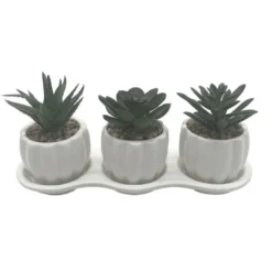 Set de 3 succulentes