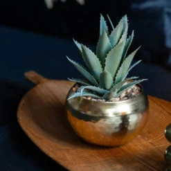 Succulente pot or