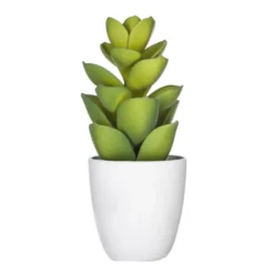 Succulent ou cactus en pot