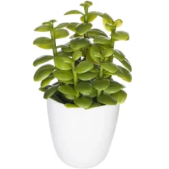 Succulent ou cactus en pot