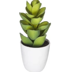 Succulent ou cactus en pot