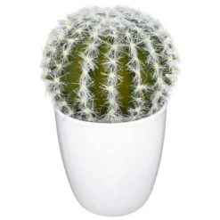 Succulent ou cactus en pot