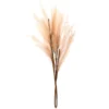 Tige pampa artificielle beige