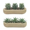Trio succulentes