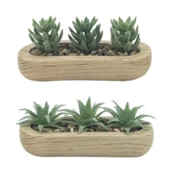 Trio succulentes