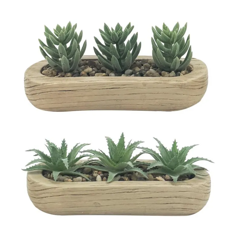 Trio succulentes